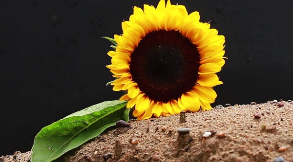 創(chuàng)意視頻制作